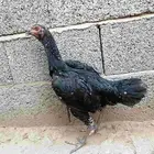 2 دجاج باكستاني سندي اصيل السعر 300