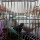 طيور روز وبينو اليف للبيع