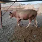 20 حسيل ألمانيات نظيفه من إنتاج المزرعه أعمارهم فوق السنه