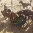 تيوس اعمار 4الي 5 اشهر السوم خااص