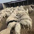طليان يمنيه شبيه الحري شحم ولحم ووزن ما شاء الله
