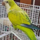 كويكر ( غير أليف )