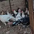 دجاج للبيع