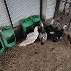 بط مصري منتح