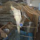 طيور للبيع