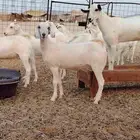 جفار بيشيات برص وكحل