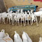 سواكنى وبربرى وتيوس