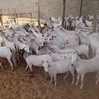 لدينا تيوس صوماليه
