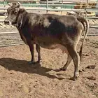 بقرة سوسريه من الفواخر