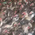 ذكور بط مسكوفي شحم وطعم