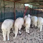 سواكن فل الفل مرباه في البر