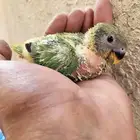 تم البيع
