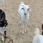 مشروع فحل العمر سته اشهر جرم رفيع جدا الام بيشيه صنف الصنف