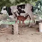 بقره جاموس لبيع تحتا خبشه سنها لفاف طرا