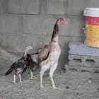 دجاجه شامو ياباني معها 3 فروخ