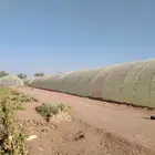 اجار بيوت محمية العداد عشرين بيت غير مكيفه