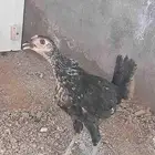 ماشاءالله دجاج فيومي للبيع