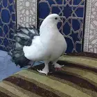 زوج شماسي للبيع منتج شرط