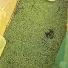 ازولا خميس مشيط