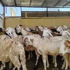 غنم سواكني تربيه العدد 80 بيض وحمر