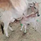 بقره ولده معه بهمه ومشروطه من جميع العيوب