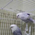 جوز روز