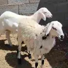 رخل وخروف للبيع