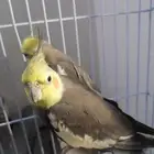 زوج كروان للبيع