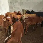 حسلان للبيع
