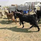 معزا كفو8تحتها16