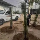نخل للبيع بجميع انواعه ومقاساته