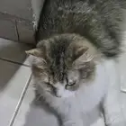 قطه لتبني