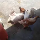 دجاج لهمان 10