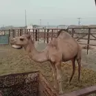 حشو مفاريد كفو قعدان