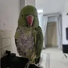 ببغاء درة للبيع اليف لا يعض عمره سنة ونصف انثى