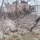 حلاق غنم مكينه جزاز صوف غنم مكينه