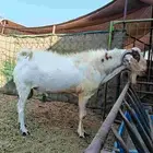 فحل بيشي