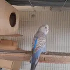 بادجي للبيع