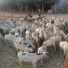 تيوس بحارة جذعان