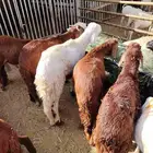 قعدان ونعيمى وسواكن وبربرى وتيوس