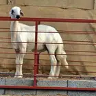 مشروع فحل أصفر حلسسس