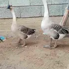 وز عراقي اصيل الكوبرا للبيع