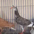 عرض طيور شاميه