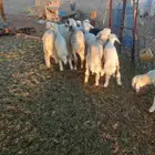 للبيع هرافي حريات مراح واحد العدد 11 طيبات وسليمه شرط