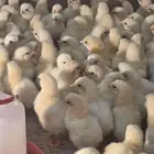 صوص لاحم محصن تحصين كامل