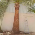 تكريب نخيل الوشنطن الأمريكي