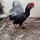 ديك كوشامو