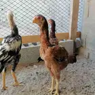 دجاج مكس حجازي بشامو ياباني بشاير 3