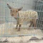 ماعز قزم القنفذه