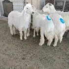 اضاحي حريات فاخره وجبره